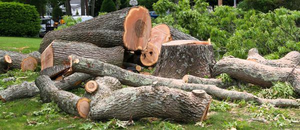 Large Tree Removal in New Smyrna Beach