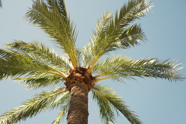Palm Tree Removal in New Smyrna Beach