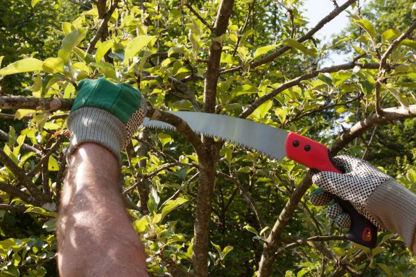 Small Tree Removal in New Smyrna Beach