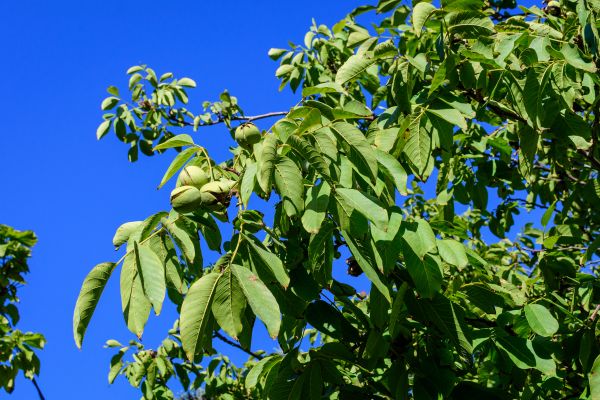 Walnut Tree Removal in New Smyrna Beach