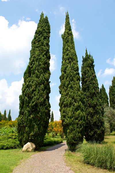 Cypress Tree Removal in New Smyrna Beach