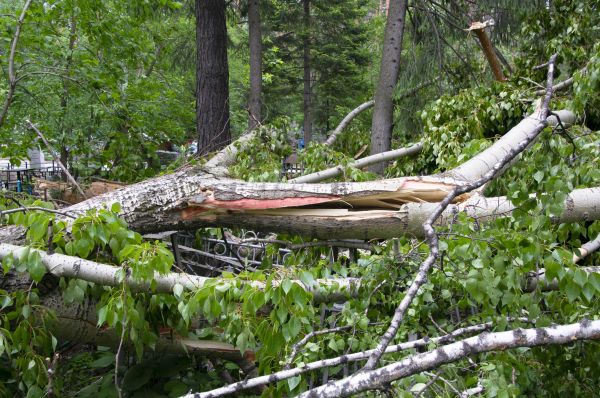 Cost of Birch Tree Removal in New Smyrna Beach