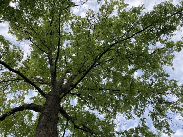 Oak Tree Removal in New Smyrna Beach