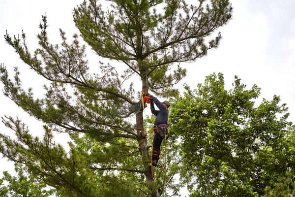 Pine Tree Removal in New Smyrna Beach