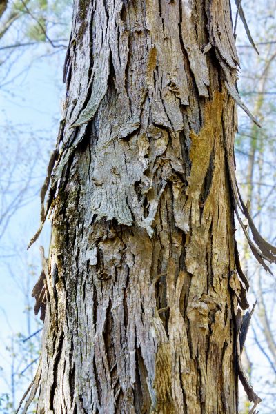 Cost of Hickory Tree Removal in New Smyrna Beach