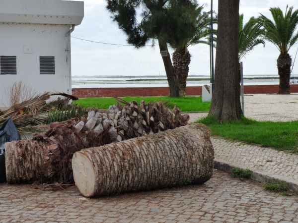Palm Trees Removal in New Smyrna Beach