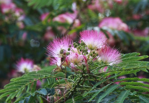 Cost of Mimosa Tree Removal in New Smyrna Beach