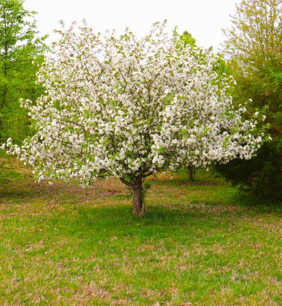 Cost of Dogwood Tree Removal in New Smyrna Beach