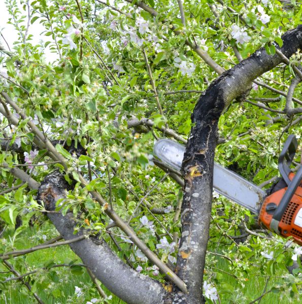 Cost of Apple Tree Removal in New Smyrna Beach