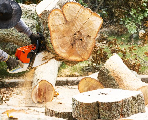 Tree Removal Service in New Smyrna Beach