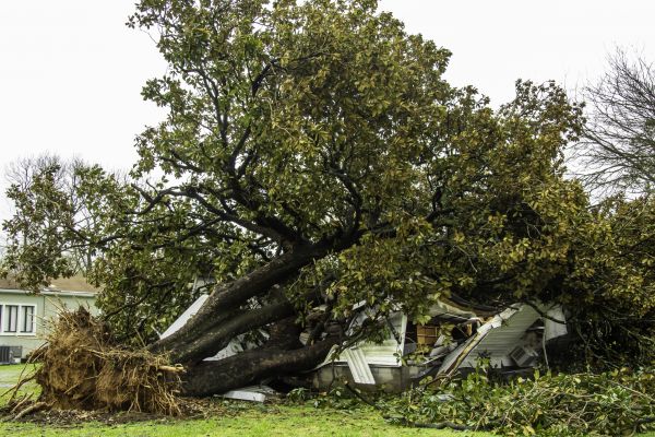 Fallen Tree Removal in New Smyrna Beach