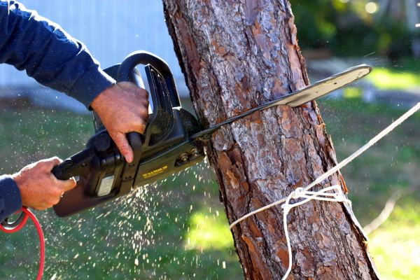 Dead Tree Removal in New Smyrna Beach