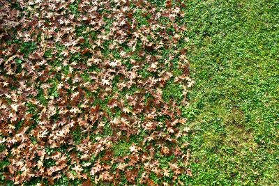 Autumn Leaf Cover