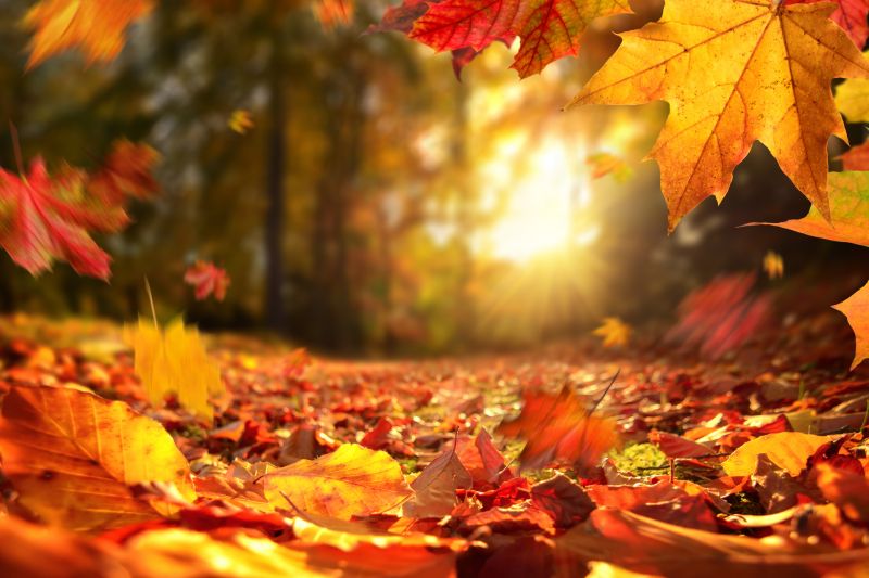 Seasonal Leaf Cleanup