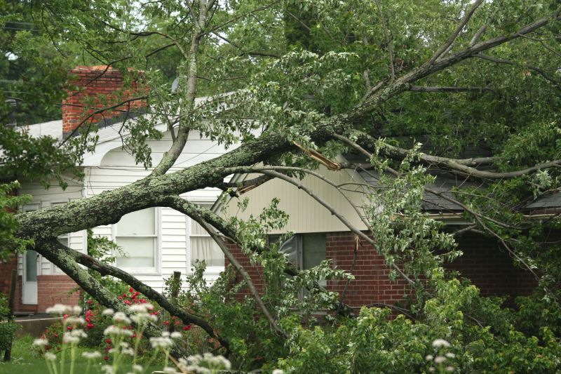 Tree on Residential Property