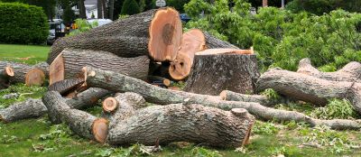Fallen Tree Removal