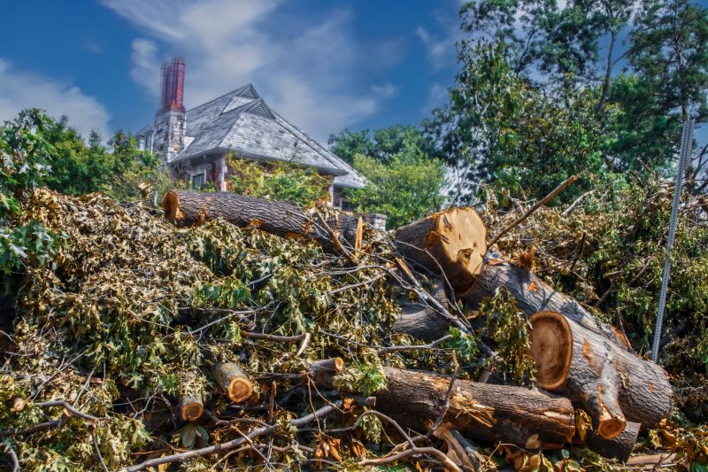 Dead Tree Removal detail