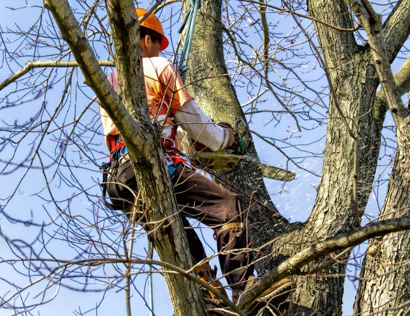Tree Removal Equipment