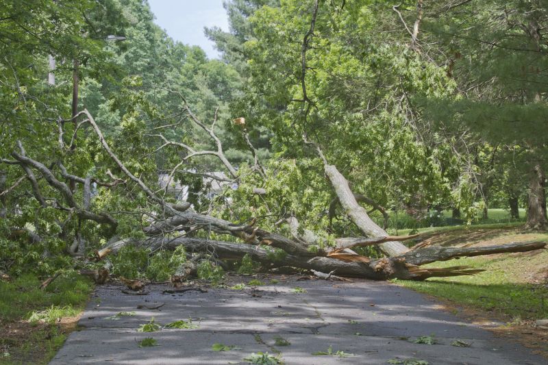Fallen Tree Cleanup