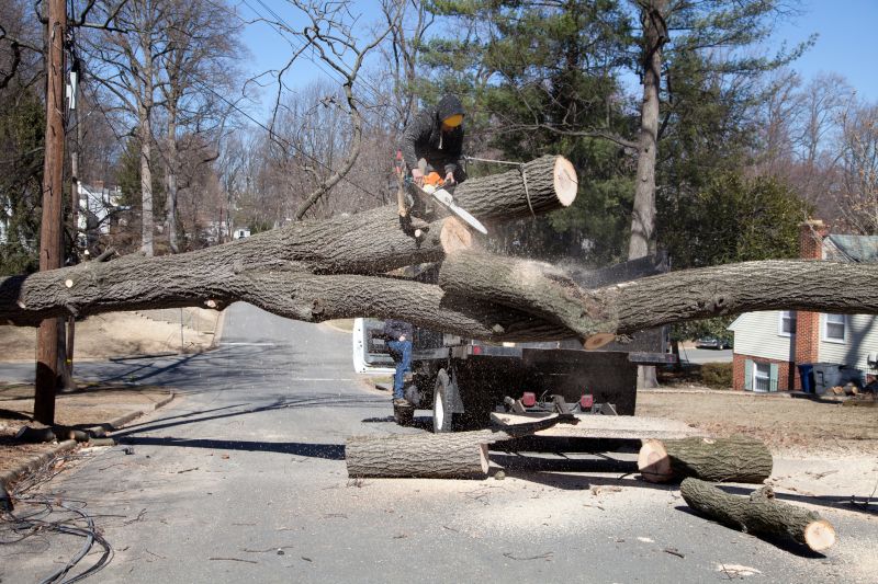 Tree Removal Team at Work