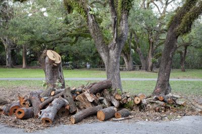 Post-Removal Landscape