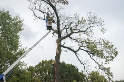 Tree Removal Planning
