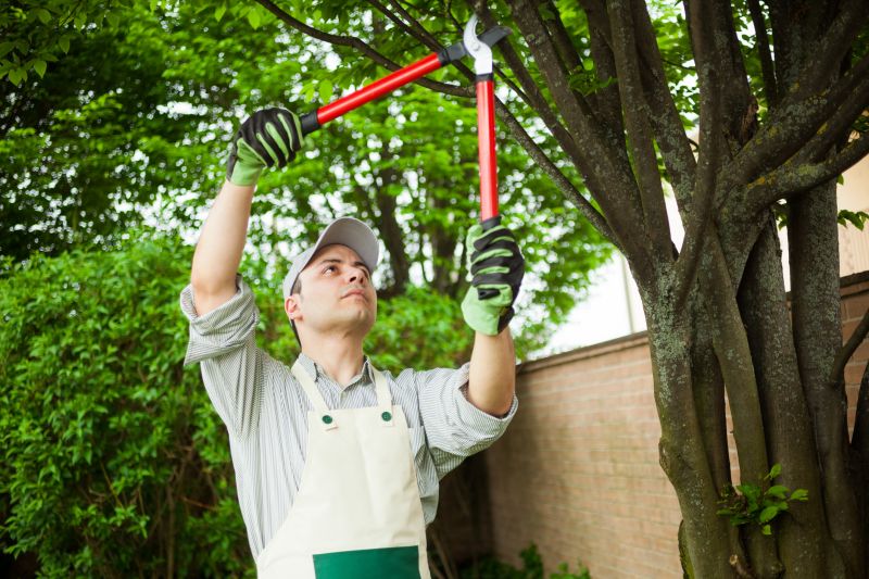 Professional Tree Removal Crew