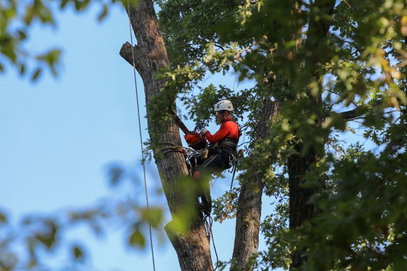 Tree Assessment and Planning